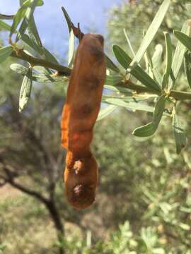 Imagem de Acacia victoriae subsp. victoriae