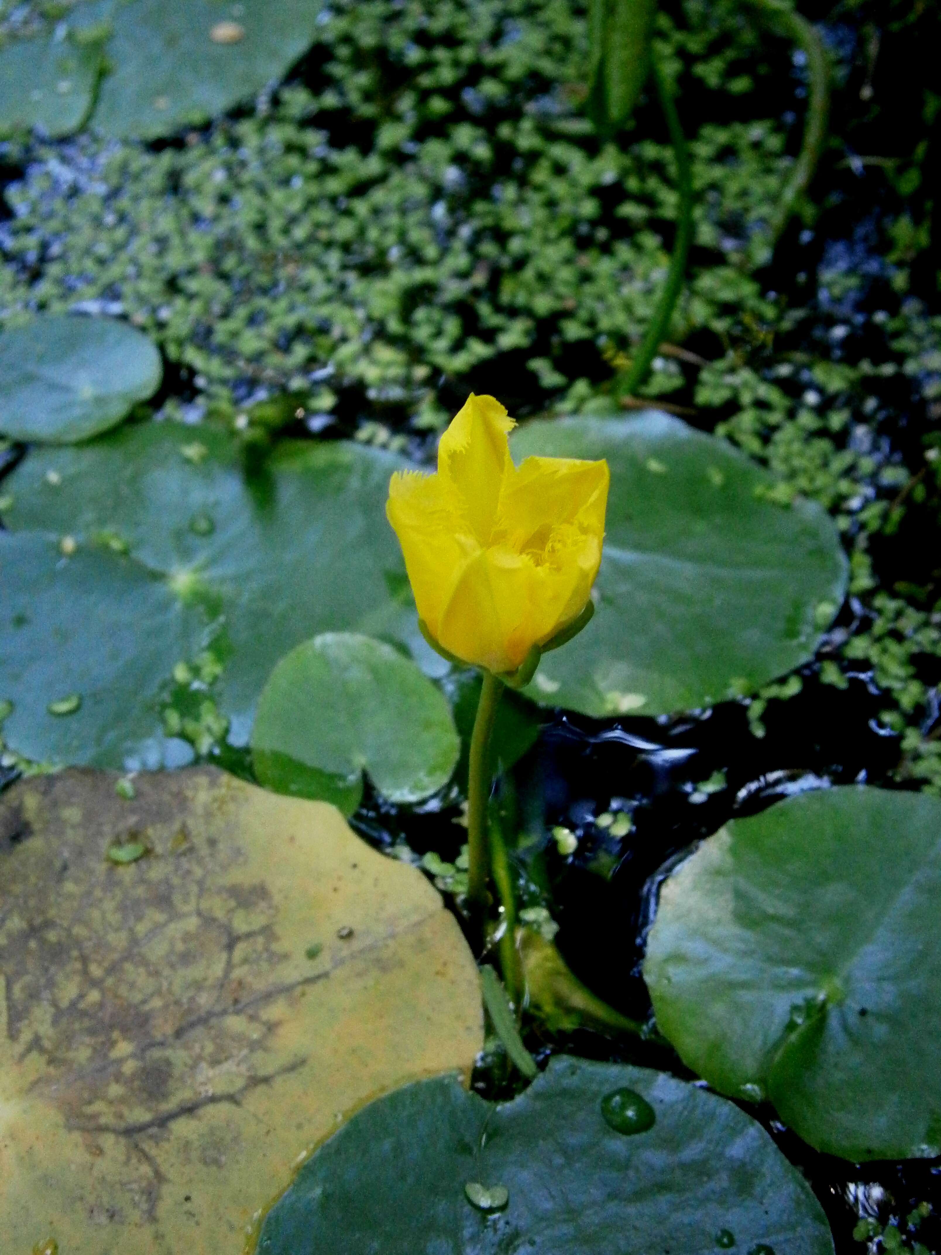 Image of yellow floatingheart