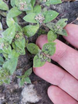 Image of South American Mexican clover