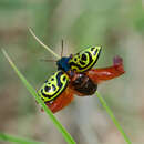 Image of Globemallow Leaf Beetle