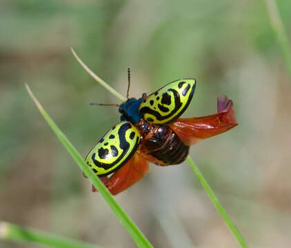 Image of Globemallow Leaf Beetle