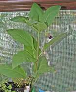 Image of Deadly Nightshade