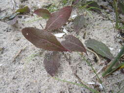 Image de Aetheorhiza bulbosa subsp. bulbosa