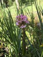 Image of Satyrium hallackii subsp. hallackii