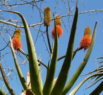 Image of Aloe rupestris Baker