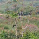 Image of Colobus guereza occidentalis (de Rochebrune 1887)