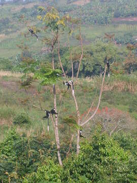 Image of Colobus guereza occidentalis (de Rochebrune 1887)