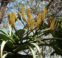 Image of Aloe rupestris Baker