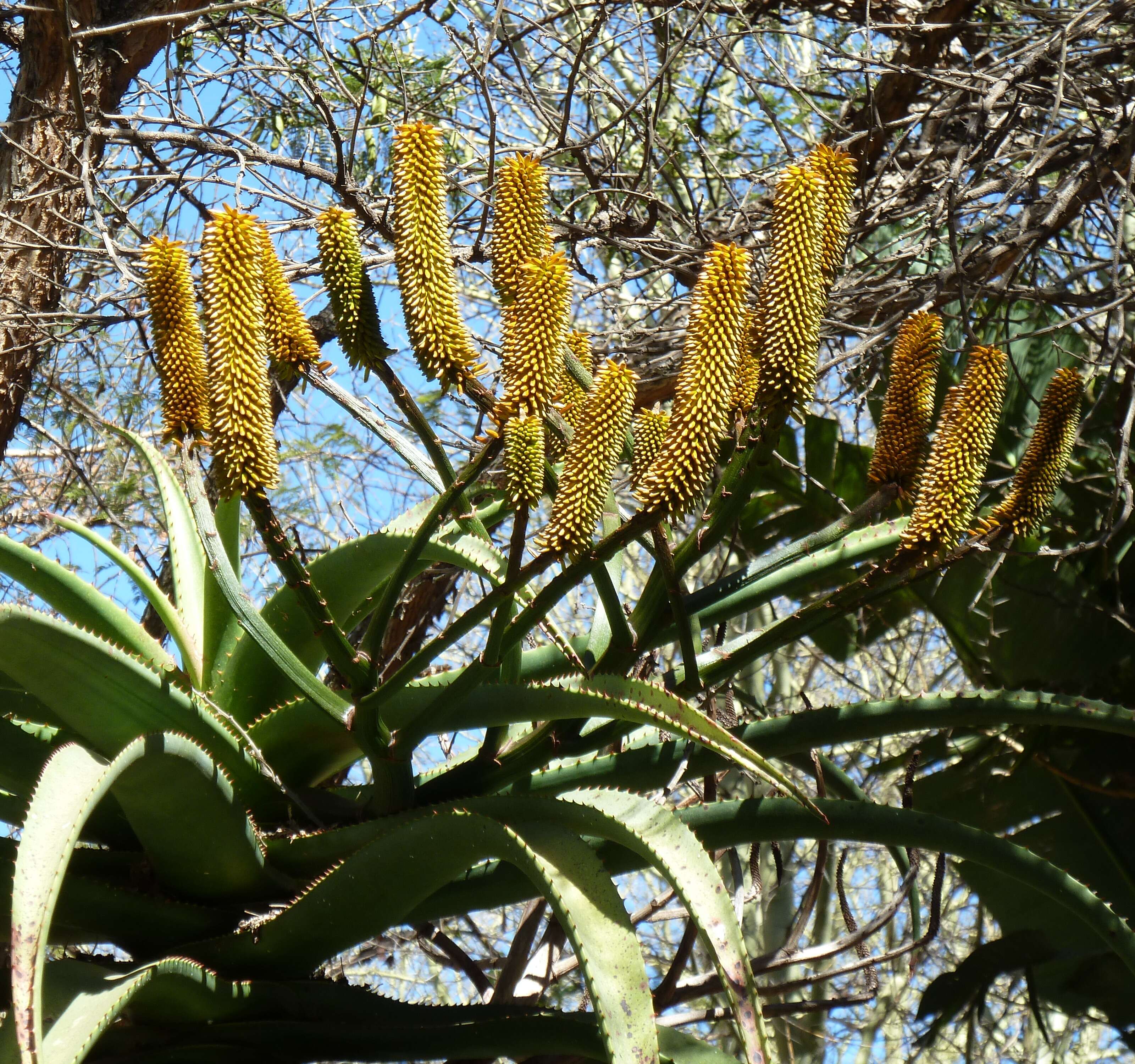 Aloe rupestris Baker resmi