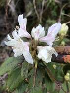 صورة Rhododendron carolinianum Rehder