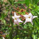 Image of Ixorhea tschudiana Fenzl