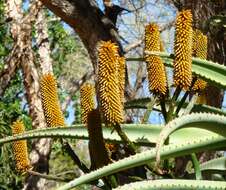 Image of Aloe rupestris Baker