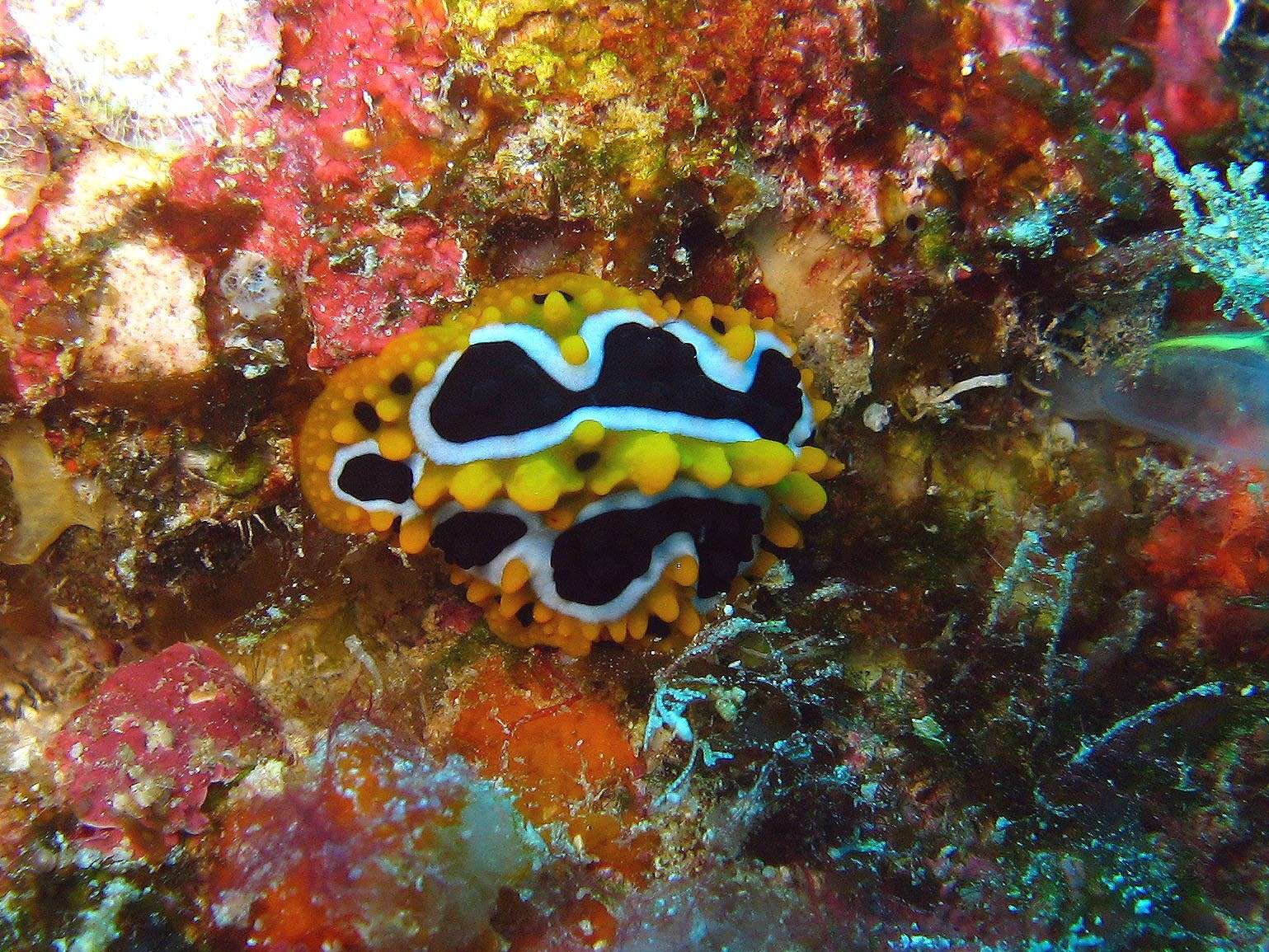 Image of Phyllidia undula