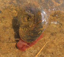 Image of Great Ram's Horn Snail