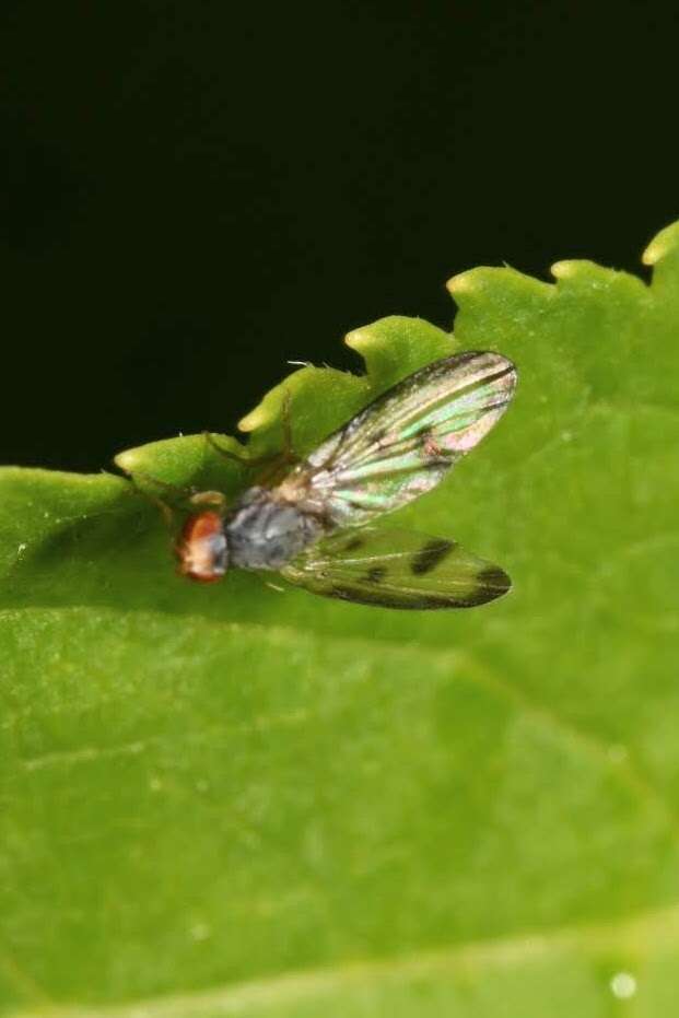 Image of Palloptera umbellatarum (Fabricius 1775)