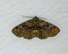 Image of Four-spotted Fungus Moth