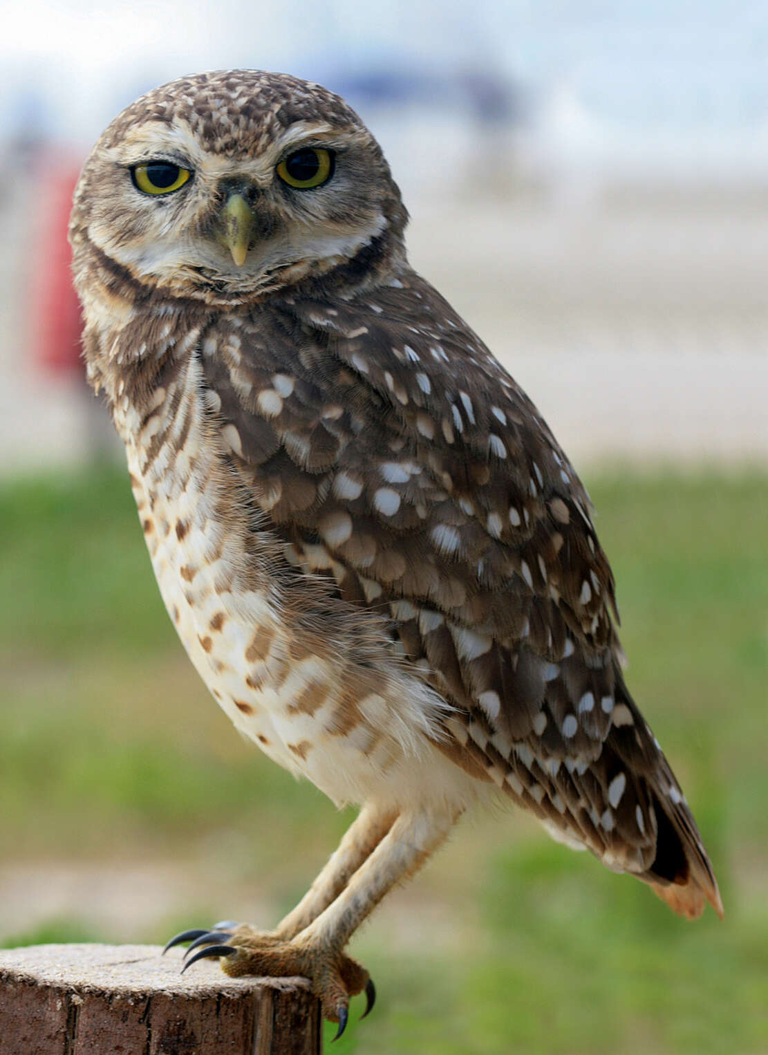 Image of Burrowing Owl