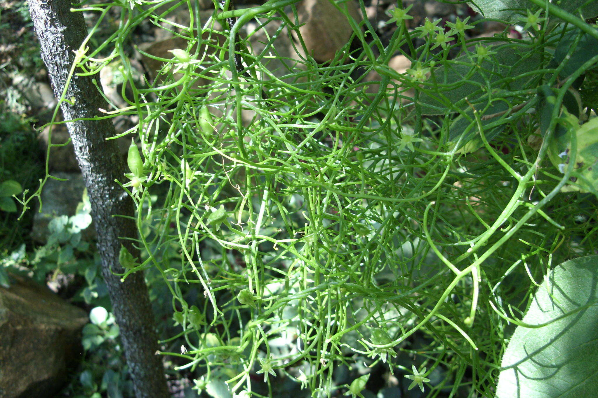 Image of Bowiea volubilis subsp. volubilis