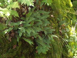 Image of rock polypody