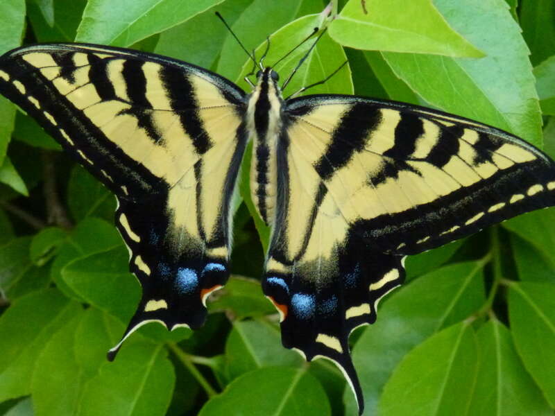 صورة Papilio rutulus Lucas 1852