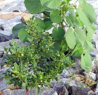 Image of Capsicum frutescens L.