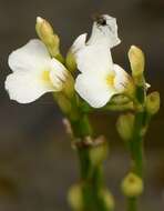 Слика од Utricularia rigida Benj.