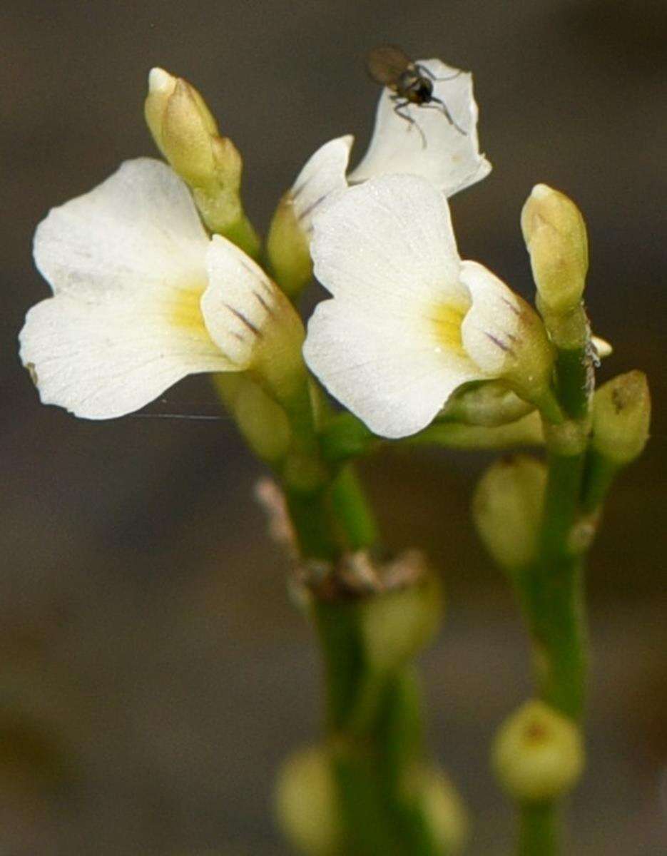 Image of Utricularia rigida Benj.