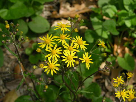 Image of golden ragwort