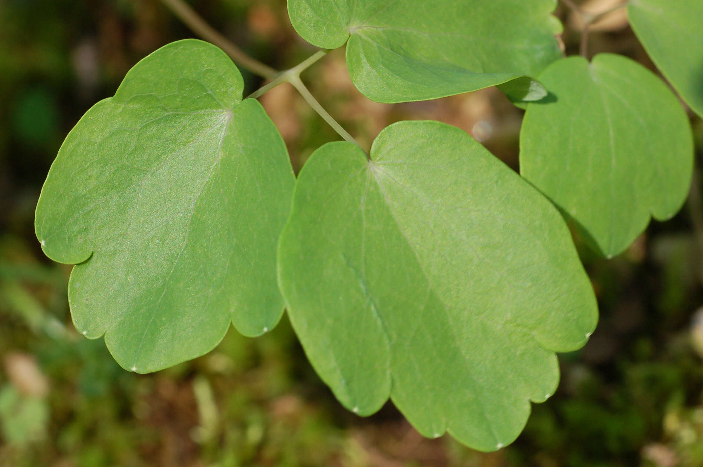 Image of Rue-Anemone