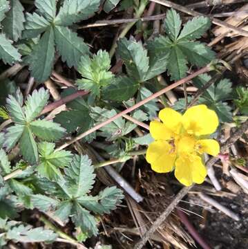 Imagem de Potentilla reptans L.