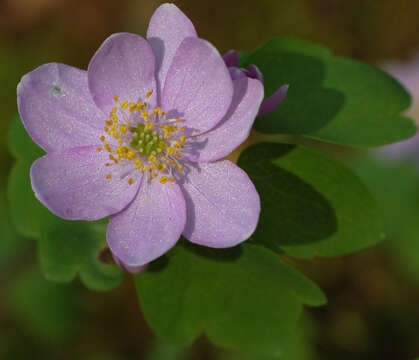 Image of Rue-Anemone