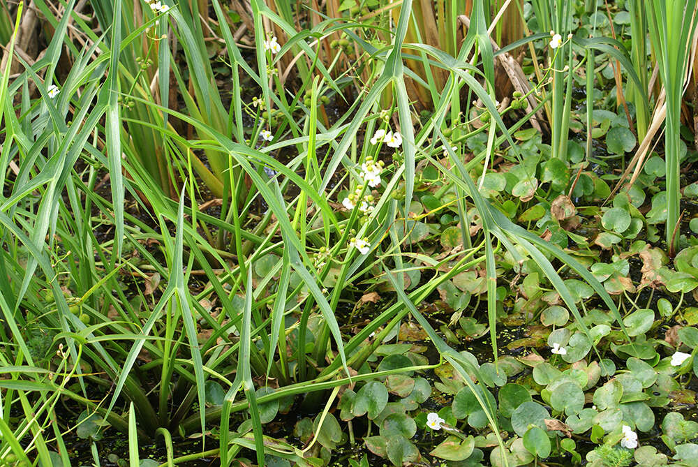 Imagem de Sagittaria trifolia L.