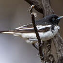 Image of Pied Honeyeater