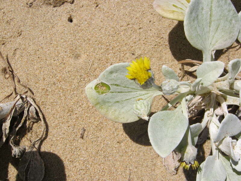 Image of Sand daisy