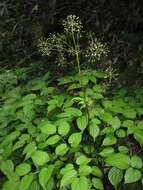 Image of spikenard