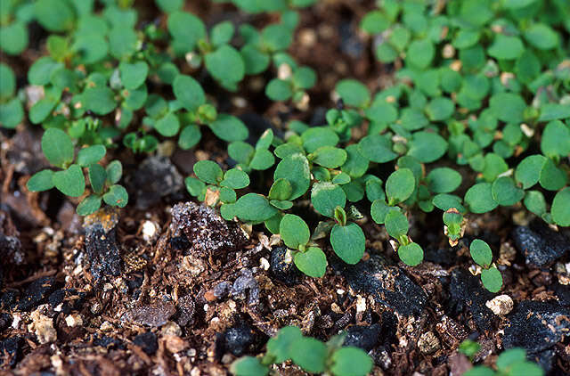 Image of St John's wort