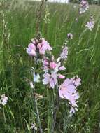 Image of meadow checkerbloom