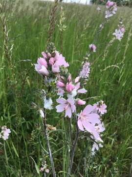 Image of meadow checkerbloom