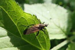 Image of Empis tessellata Fabricius 1794