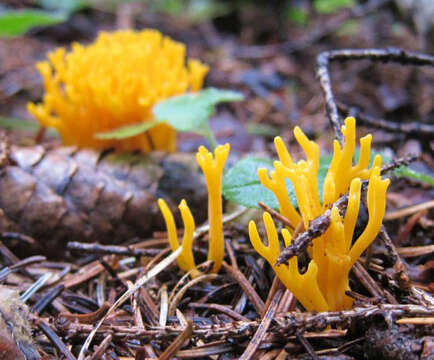 Image of Calocera viscosa (Pers.) Fr. 1821