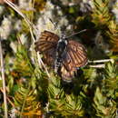 Image de Lycaena boldenarum White 1862