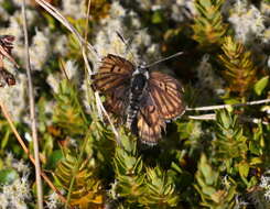 Image de Lycaena boldenarum White 1862