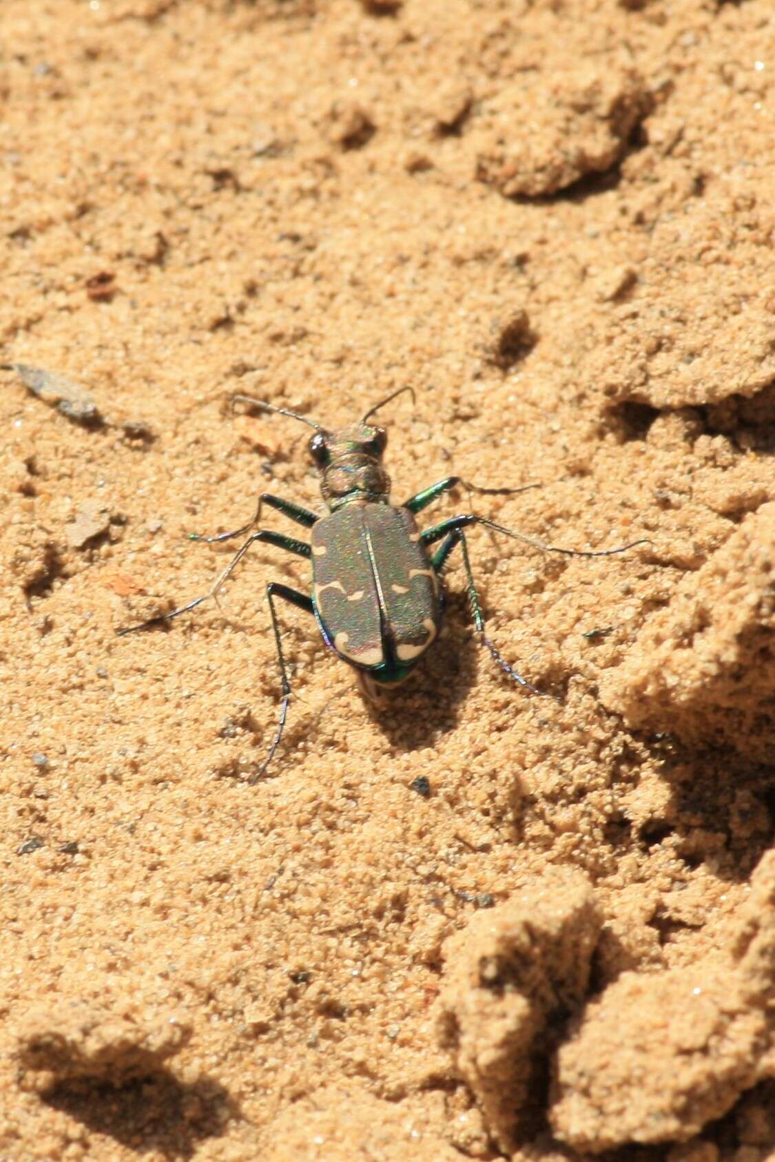 Image of Appalachian Tiger Beetle