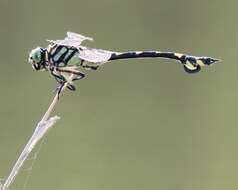 صورة Sinictinogomphus Fraser 1939