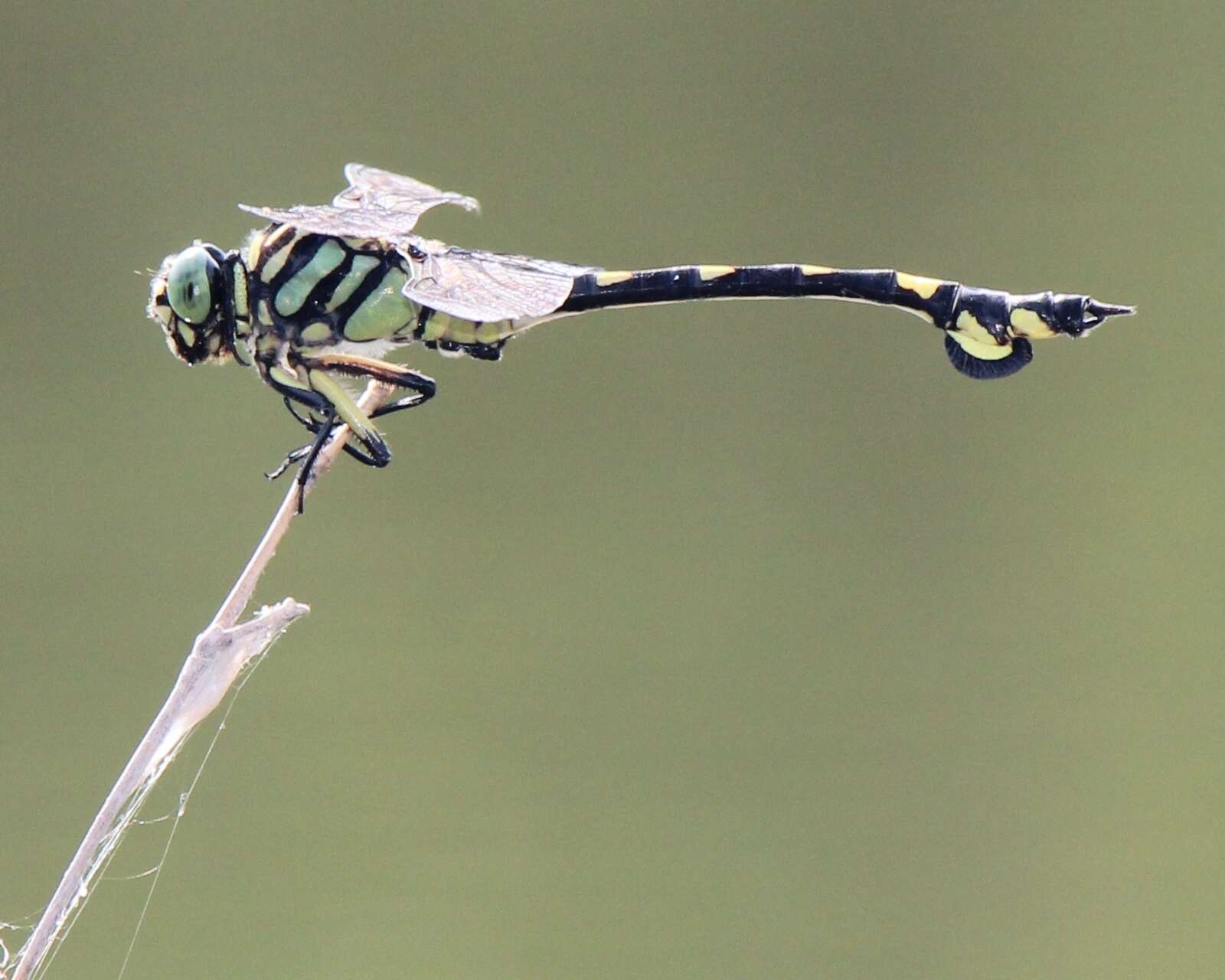 صورة Sinictinogomphus Fraser 1939