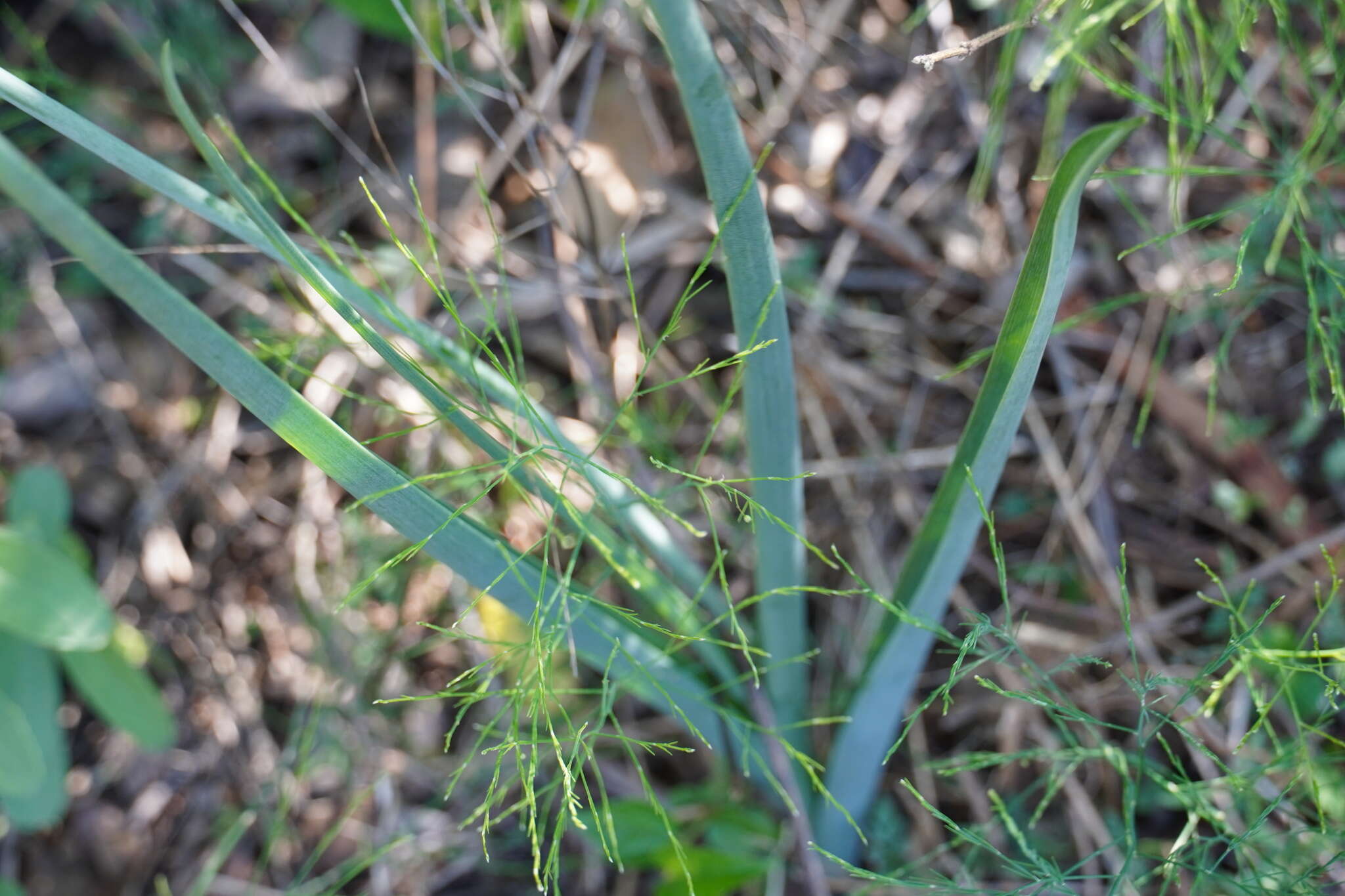 Image of Albuca abyssinica Jacq.