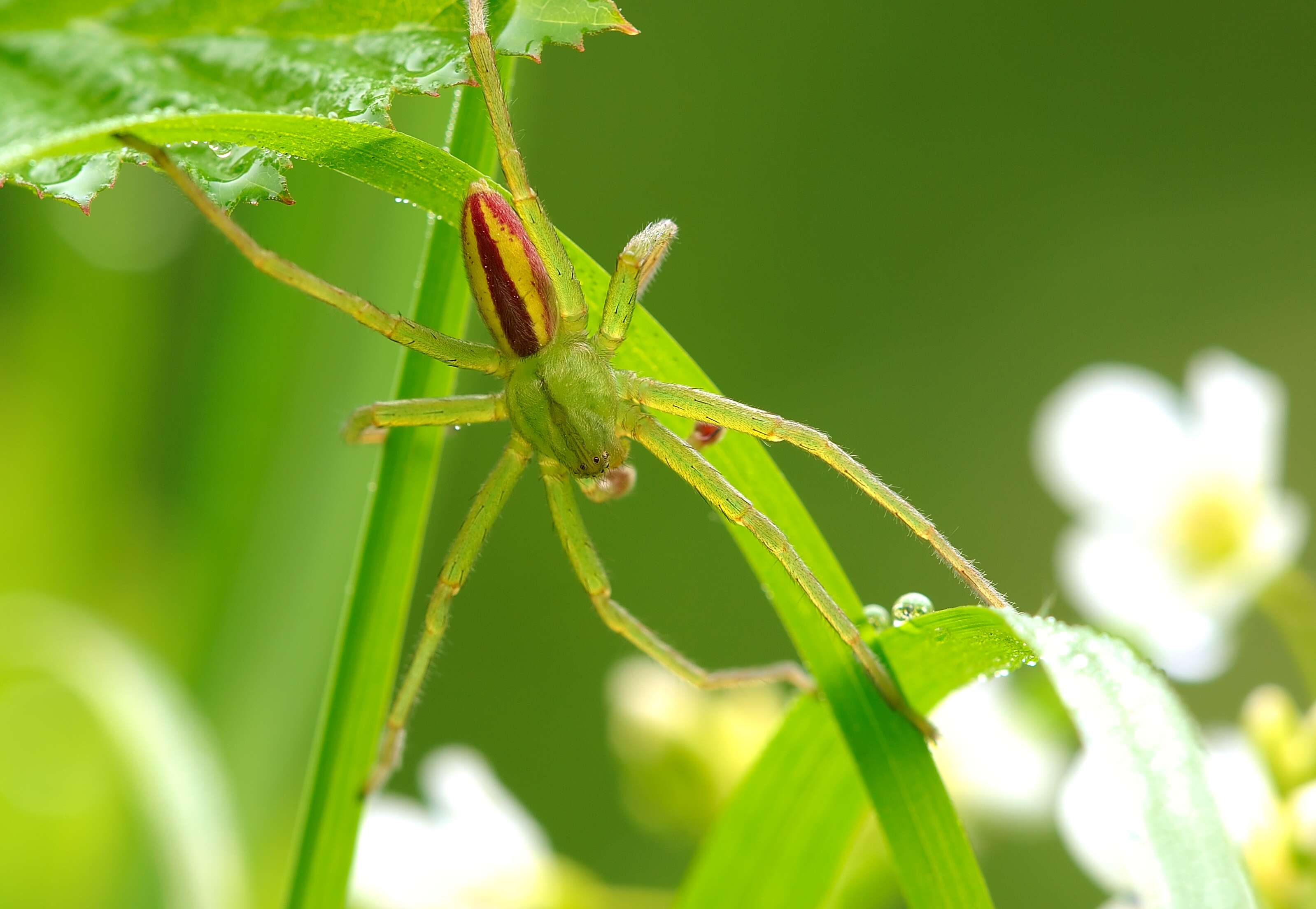 Image of Micrommata virescens (Clerck 1757)