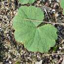 Image of Hydrocotyle laxiflora DC.