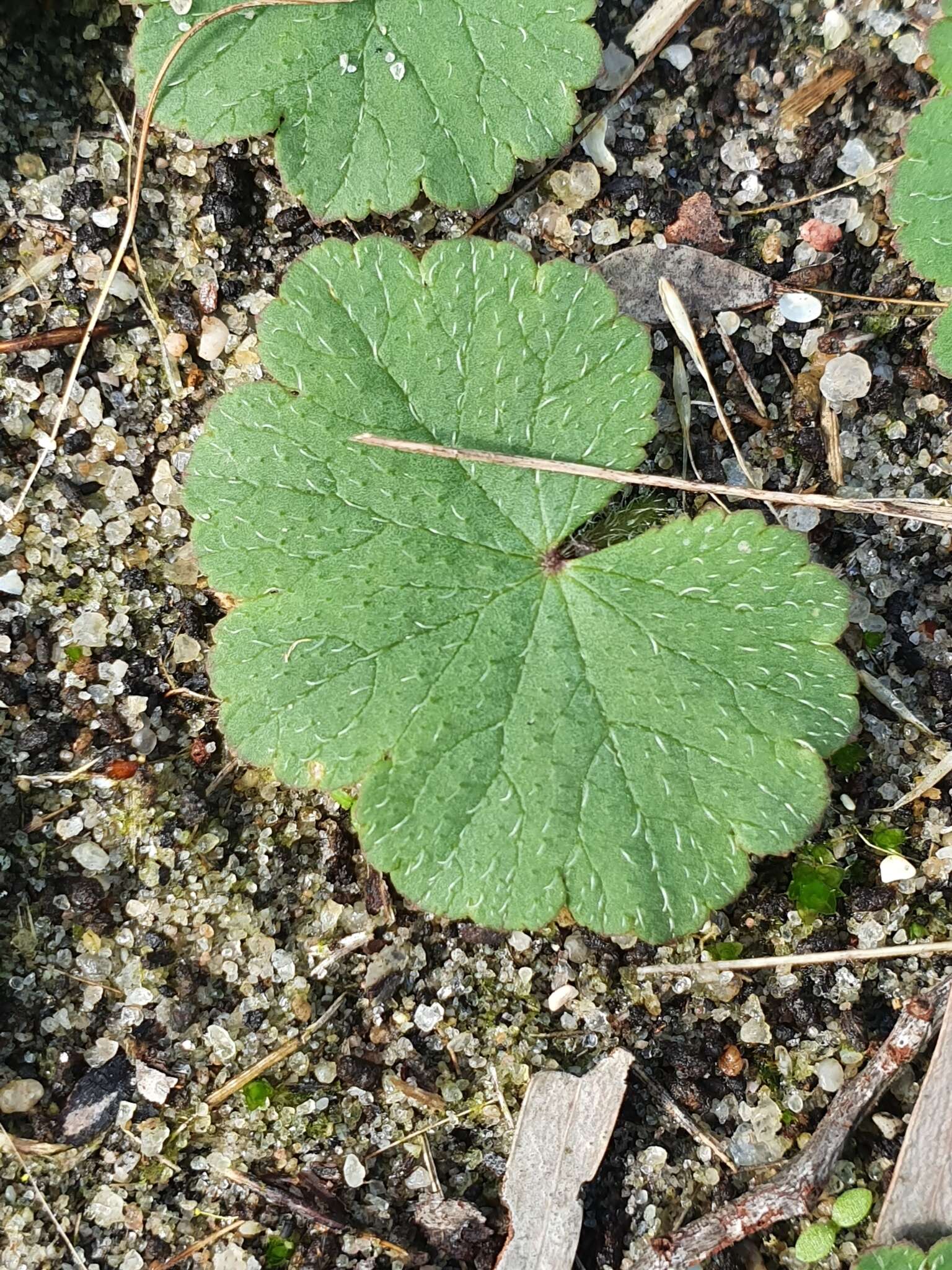 Image of Hydrocotyle laxiflora DC.