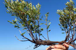 Image of Morella quercifolia (L.) D. J. B. Killick